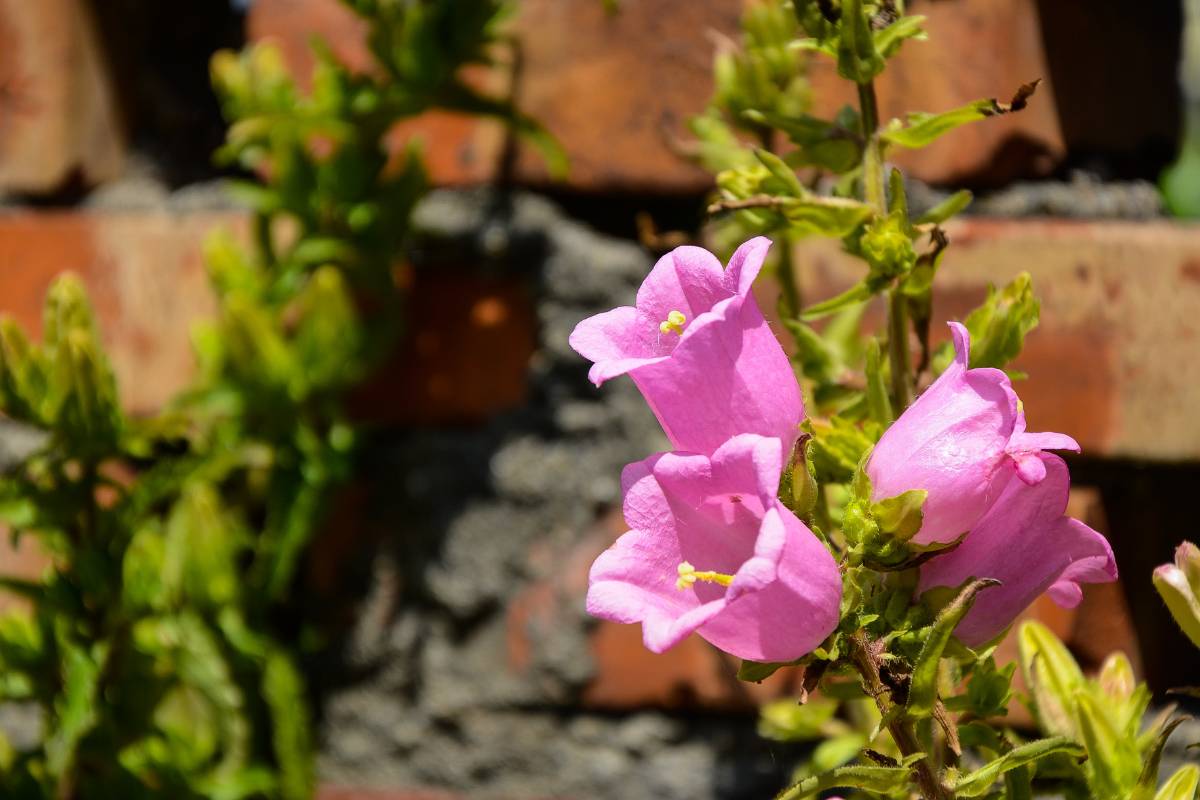 Pink Canterbury bells flowers in a garden