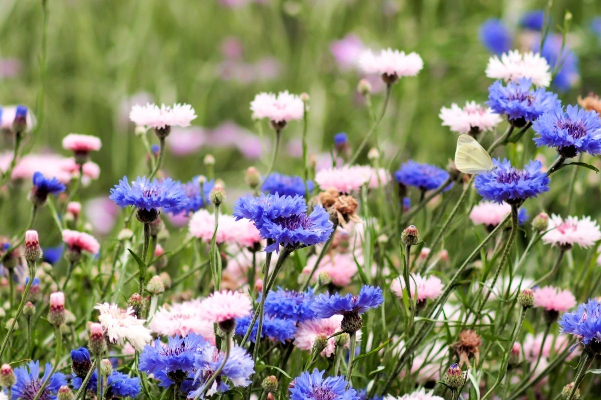 Pink and blue cornflowers in a meadow style garden