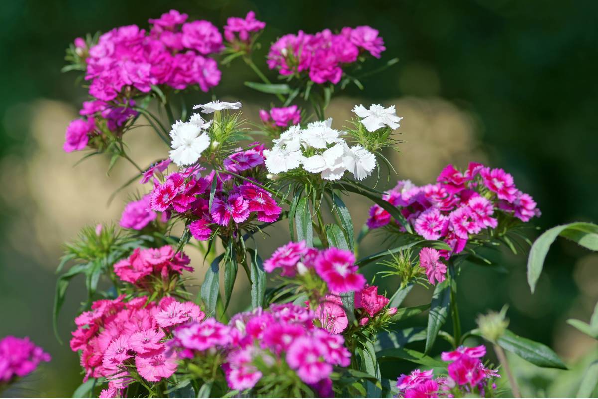 Pink and white sweet William flowers