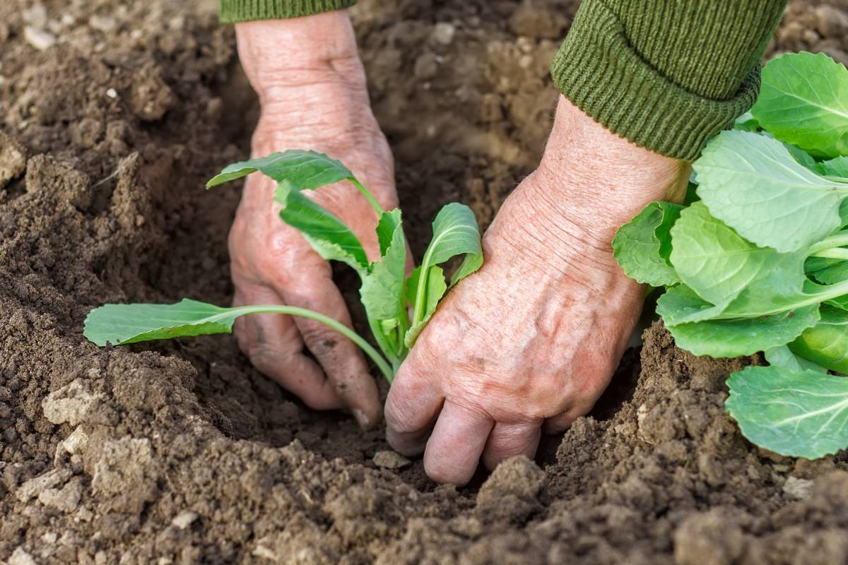 Plant out brassica seedlings when summer crops are finished