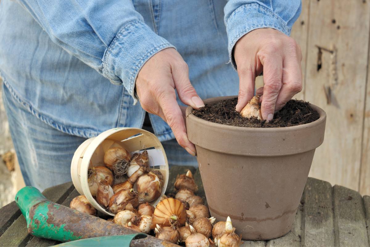 A peronso planting daffodil bulbs in a terracotta pot