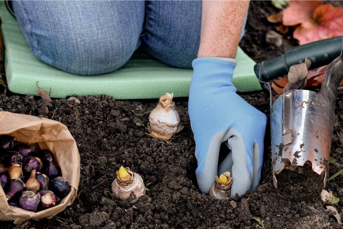 A woman kneeling in front of a garden bed and planting flower bulbs, with a bulb planter and paper bag full of bulbs beside her