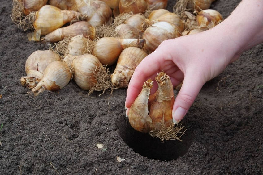 Planting flowering bulbs