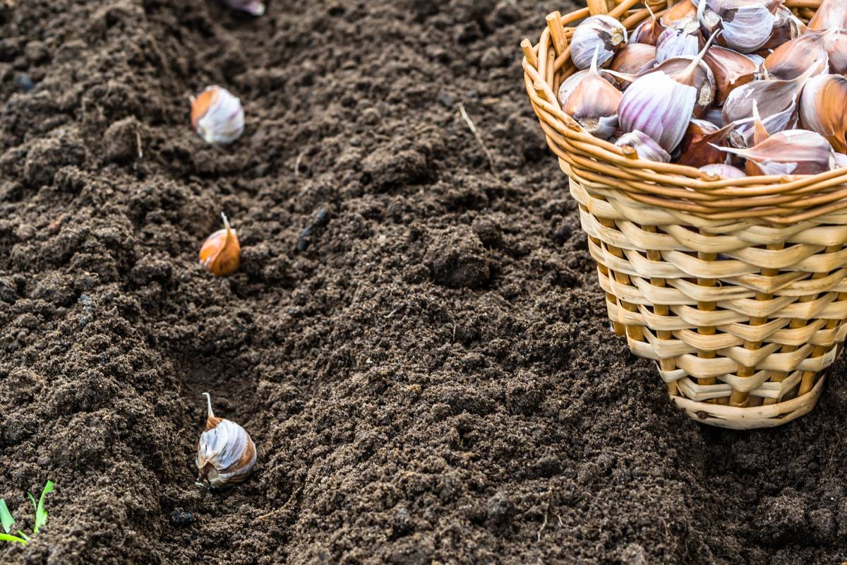 A photo of a basket of garlic cloves sitting on good soil, with some cloves on the soil ready to plant