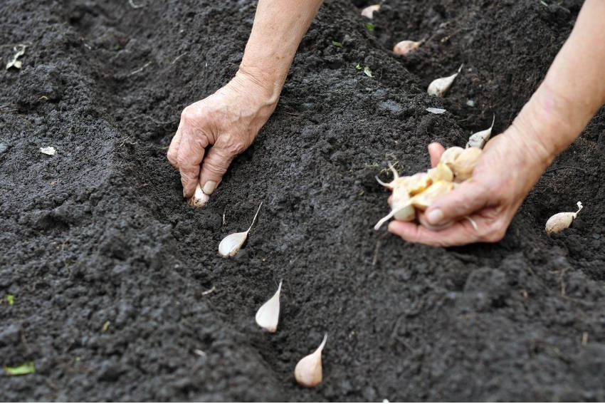Planting Garlic Clove