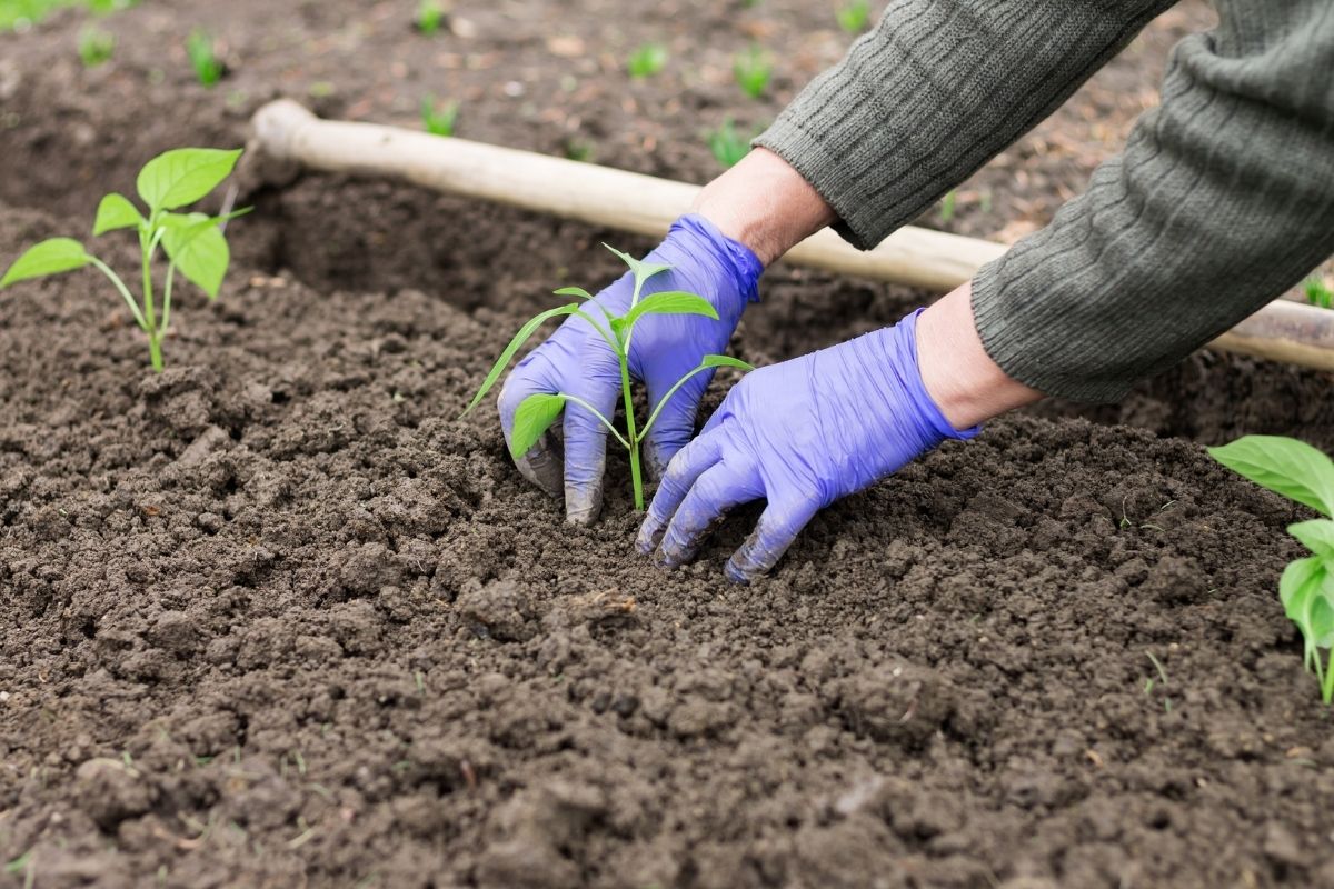 Planting out bean seedlings