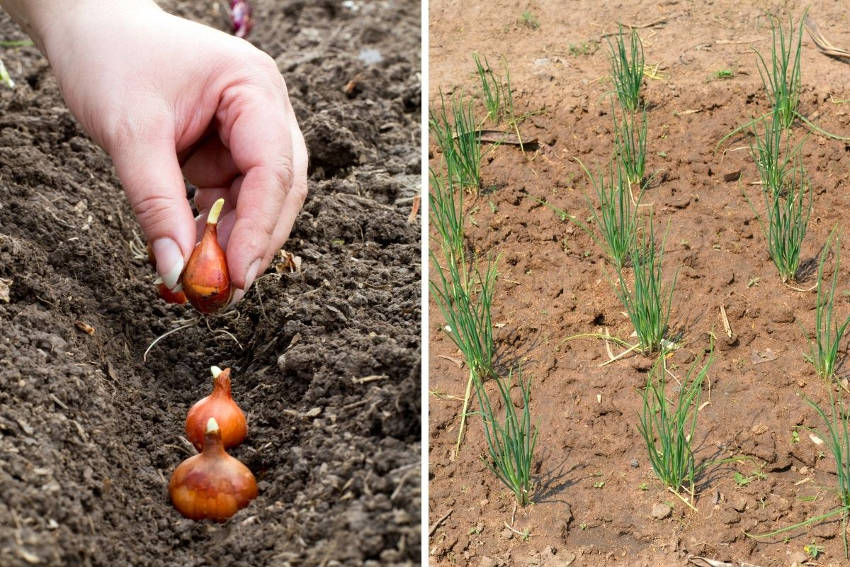 Planting shallots and shallot shoots