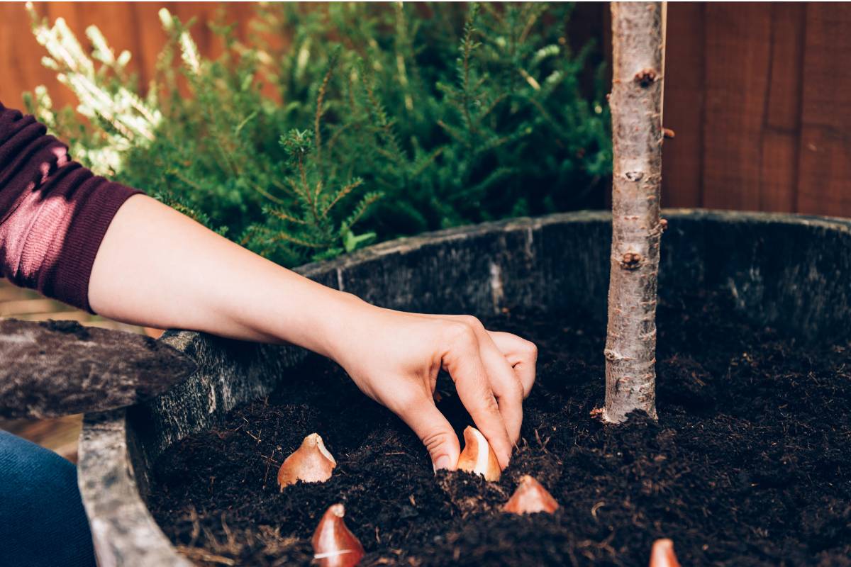 A woman planting tulip bulbs in a half wine barrel