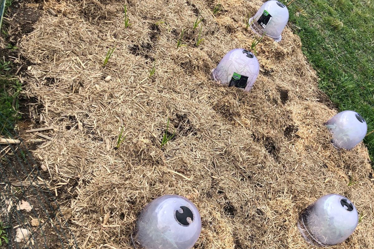 Plastic plant protection domes over seedlings in a mulched bed