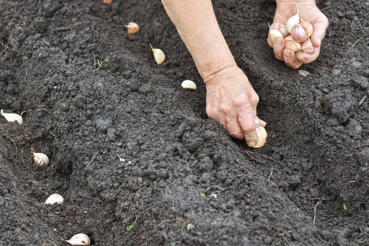 Planting garlic cloves in a home garden