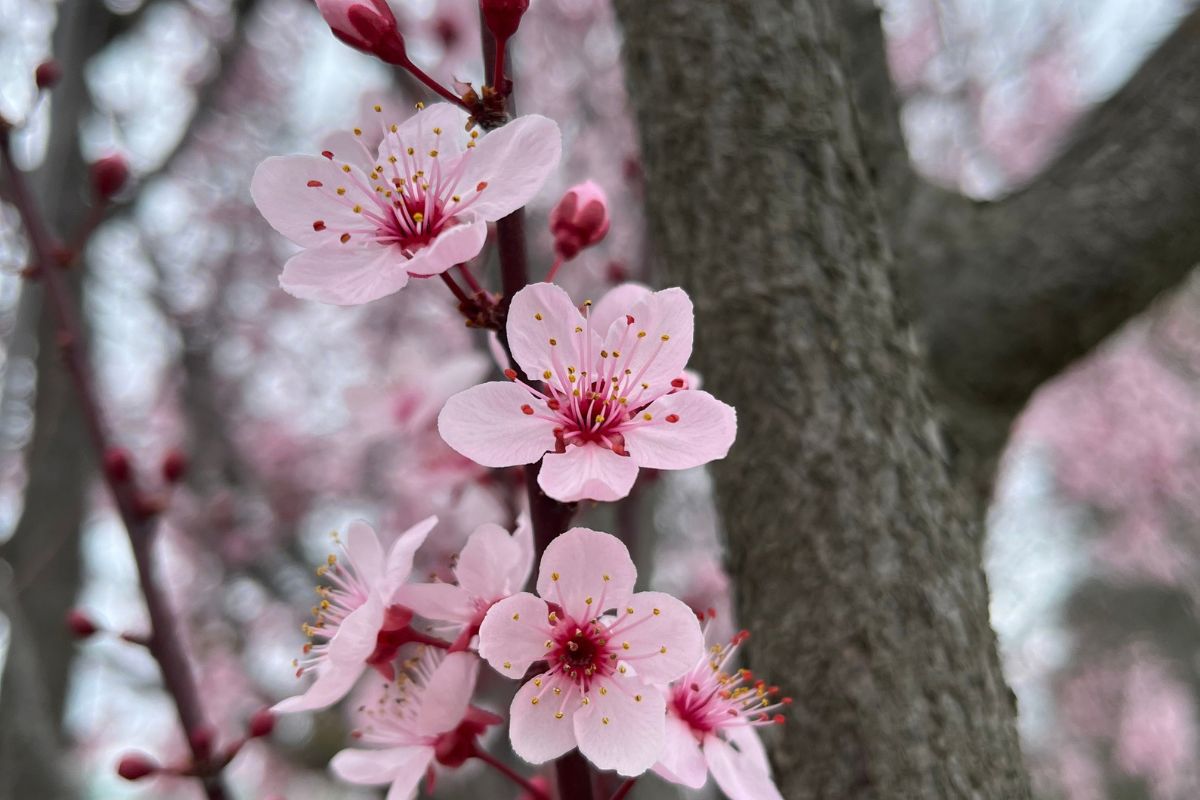 Plum Blossom Flowering