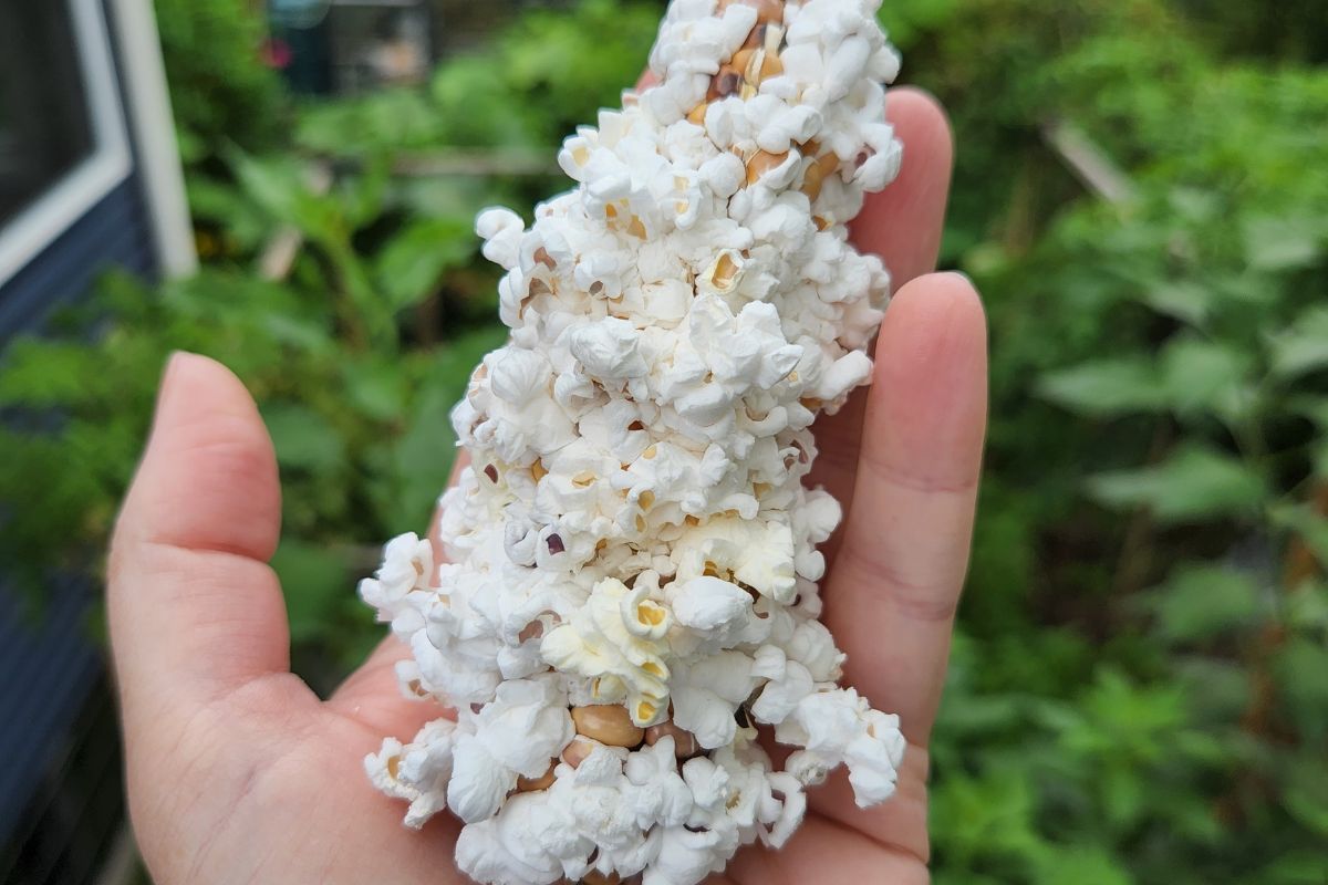 Popped glass gem corn in hand
