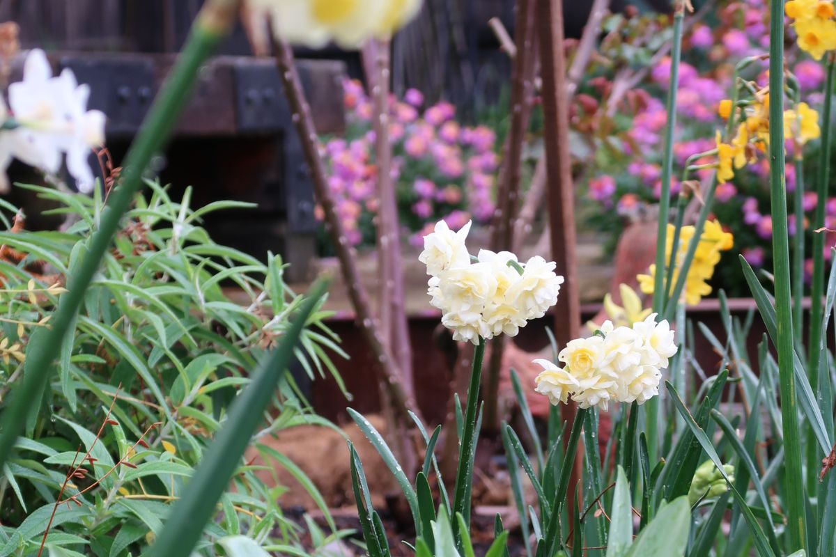 Winter garden bulbs