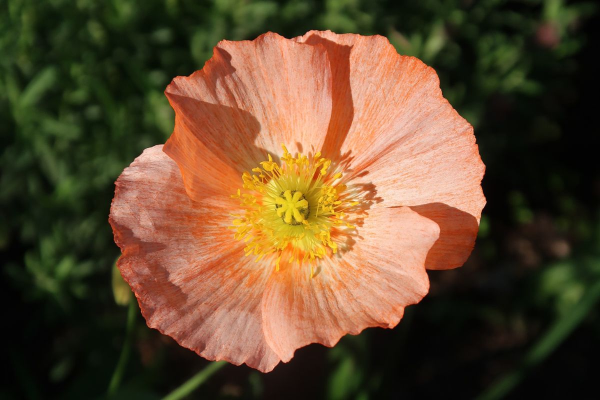 Poppy in winter