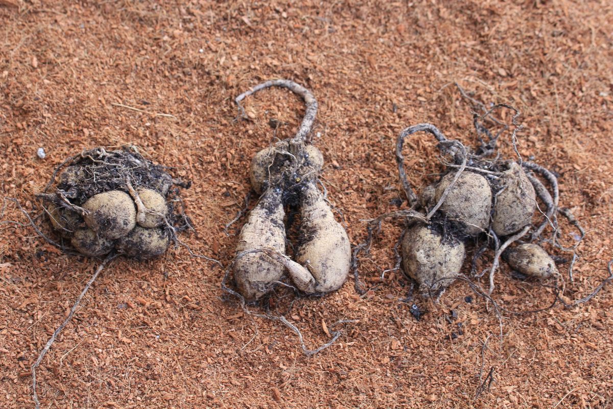 Three pot grown dahlia tubers sitting on a bed of coir