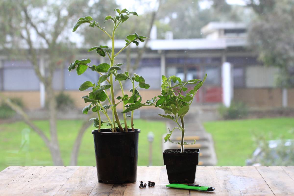 Potato and cherry tomato seedlings ready to graft