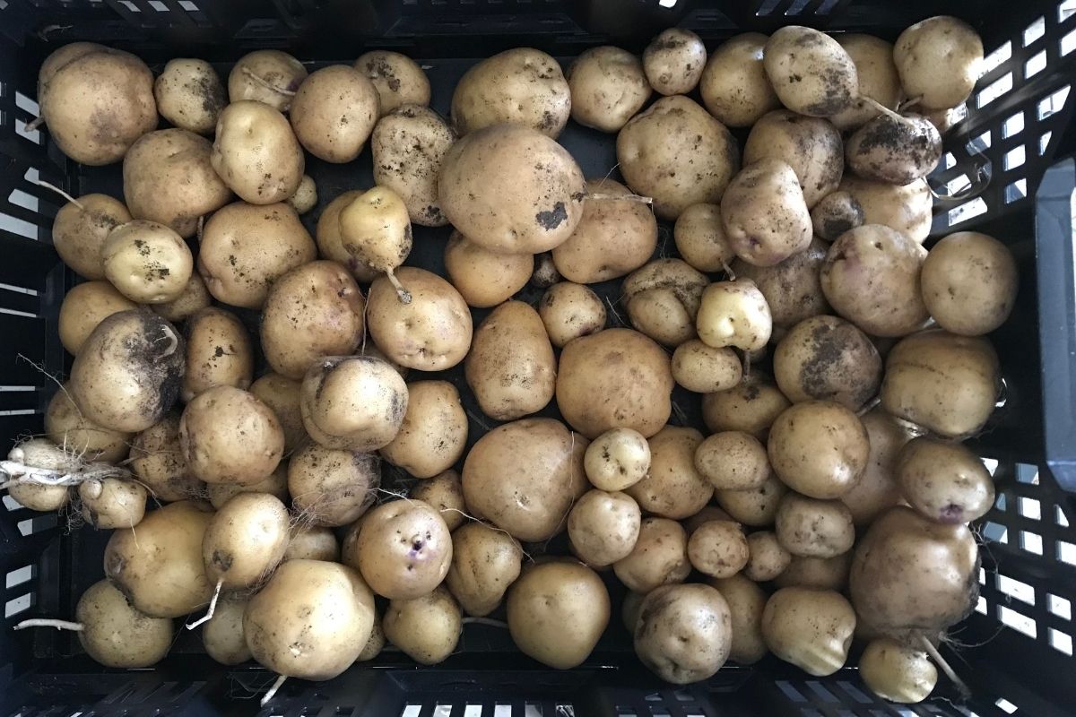 Crate of potatoes