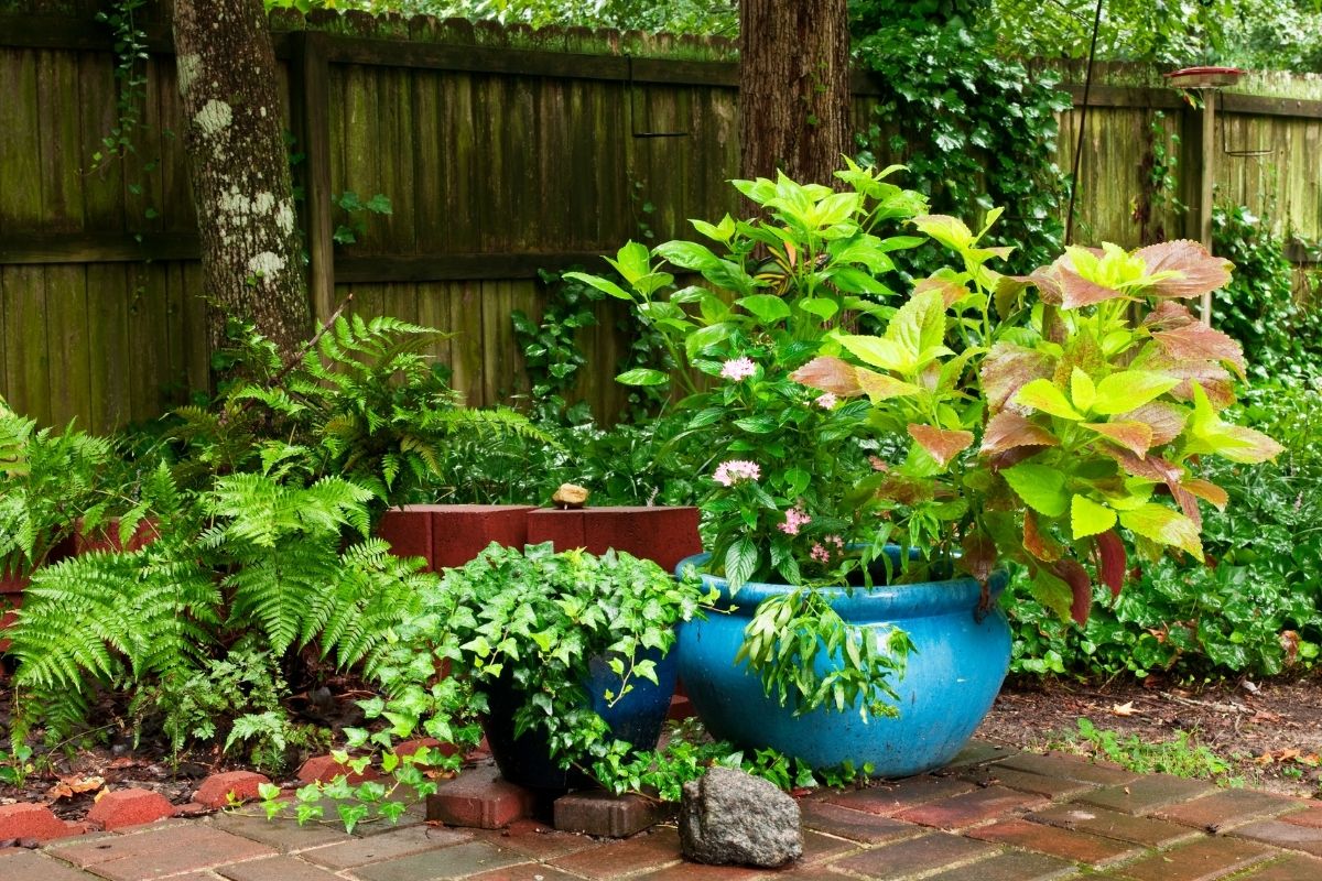 Pot plants clustered together in the shade