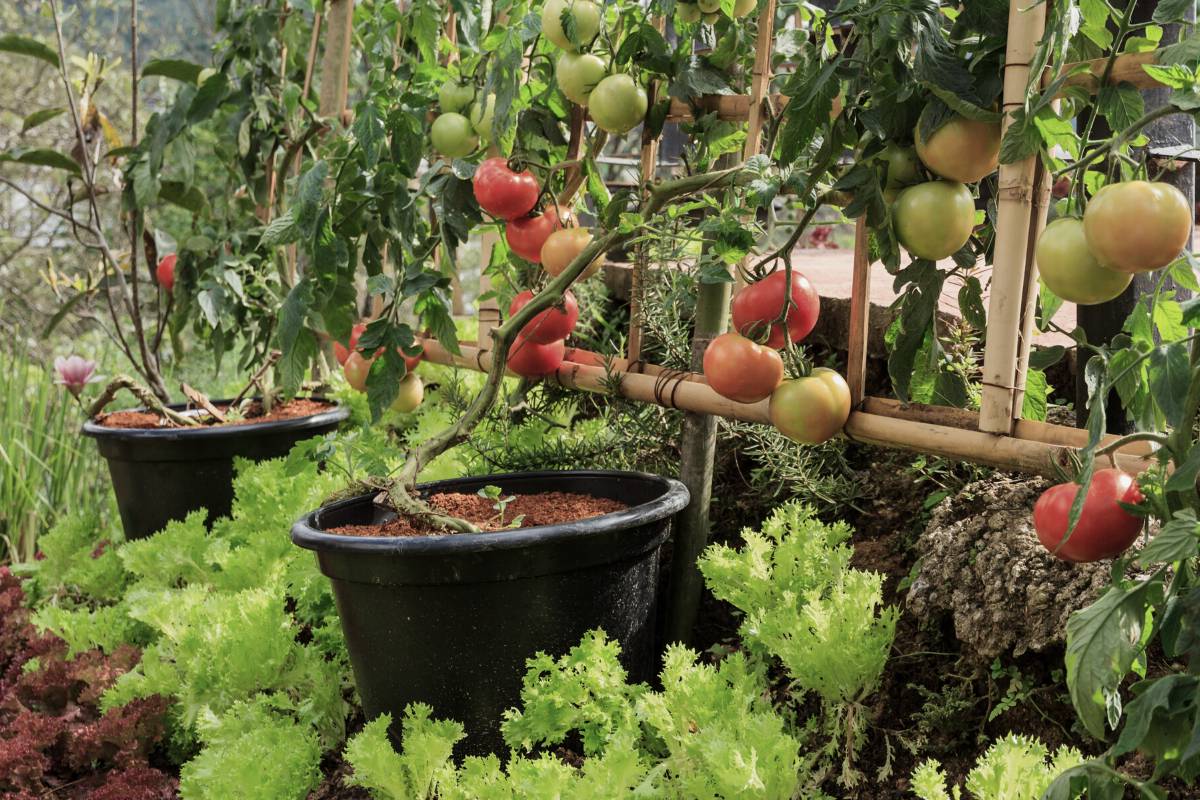 Potted tomatoes and lettuce growing in a garden