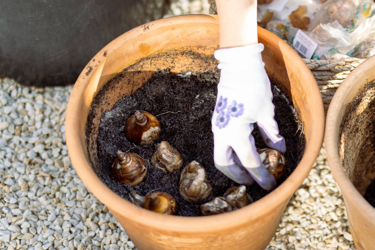 Potting up tulip bulbs in a bulb lasagne layer