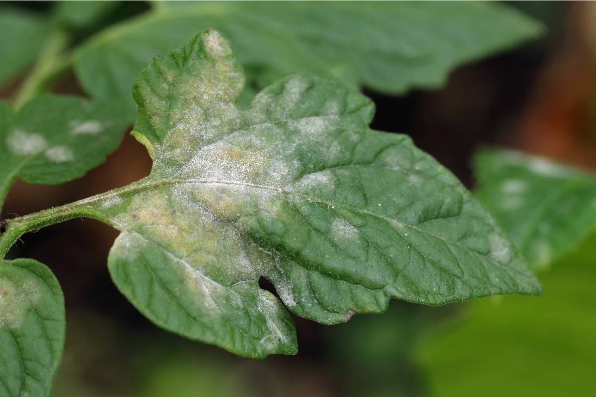 A tomato leaf showing symptoms of powdery mildew