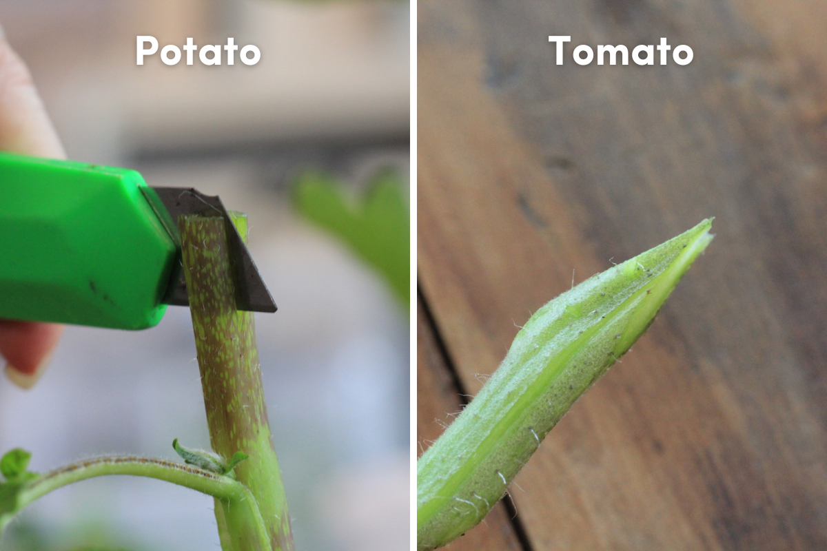 Preparing the tomato cutting and potato rootstock for grafting
