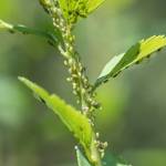 Aphids