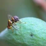 Queensland Fruit fly