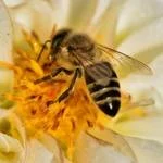 Buzz pollinated