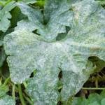 Powdery Mildew