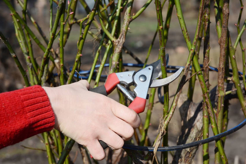 Pruning a fruit tree