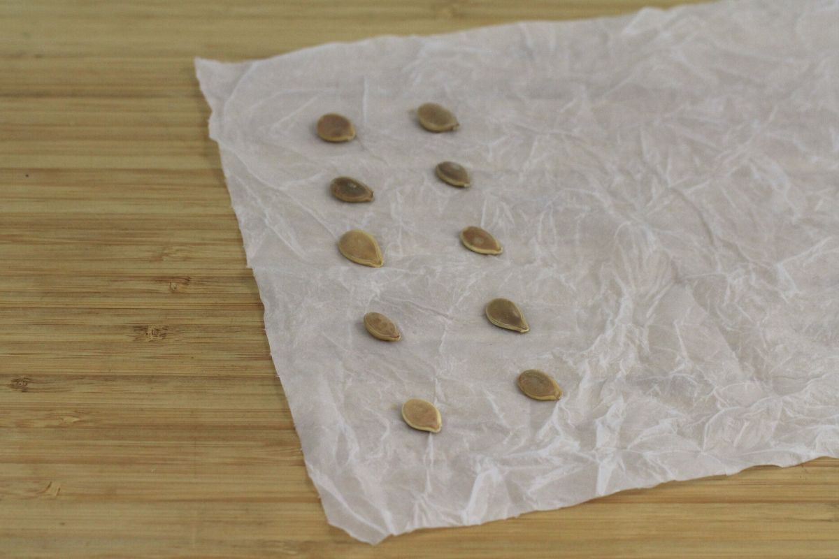 pumpkin seeds on a wet paper towel