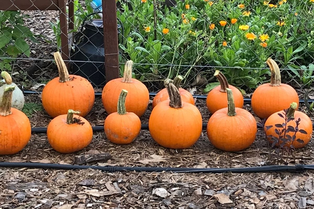 Pumpkins grown in trial variety