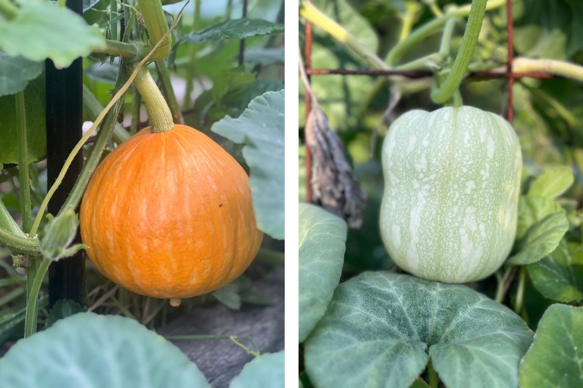 Pumpkins on arches