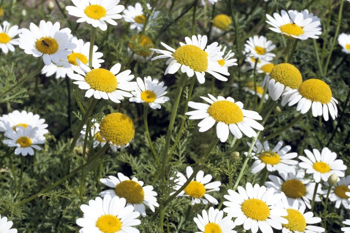 Pyrethrum flowers