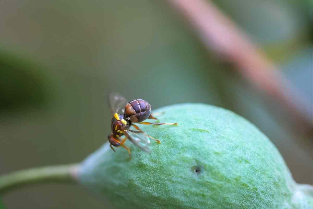 Queensland fruit fly on a fig