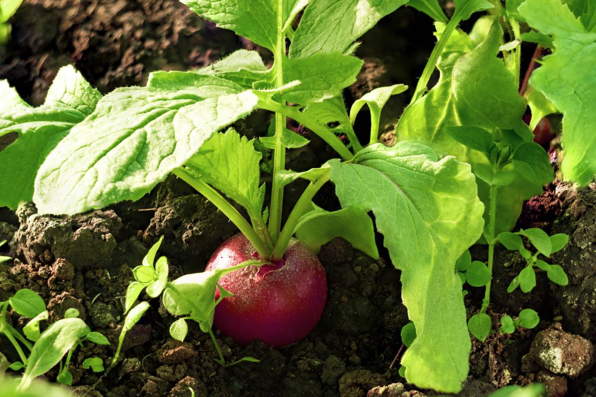 Radishes are quick and easy for children to grow