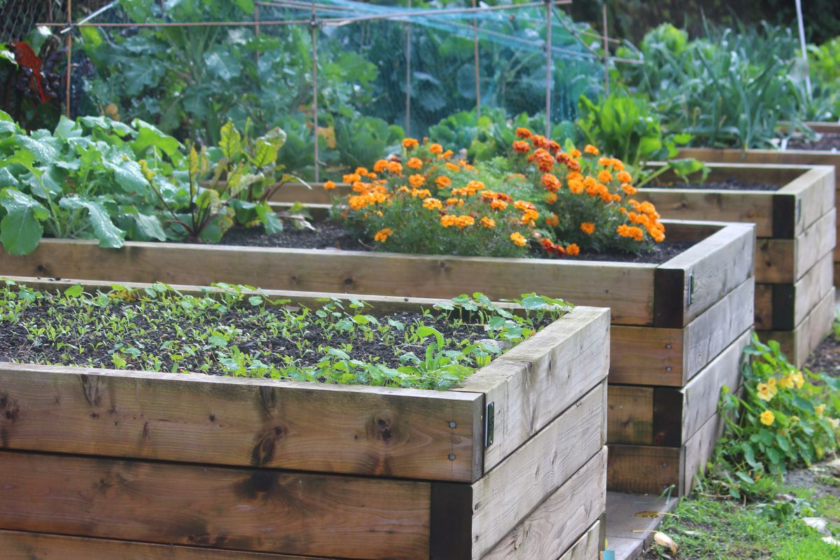 Raised garden beds