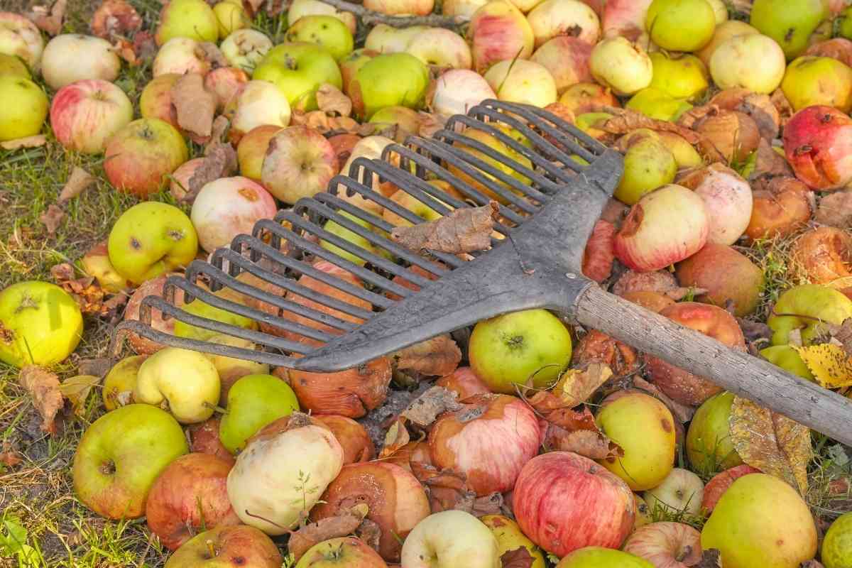 Rake with fallen rotting fruit