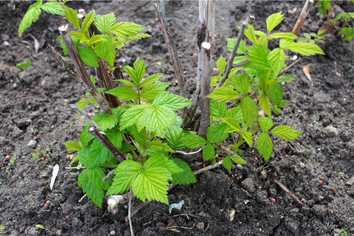 Raspberry canes with new growth in spring