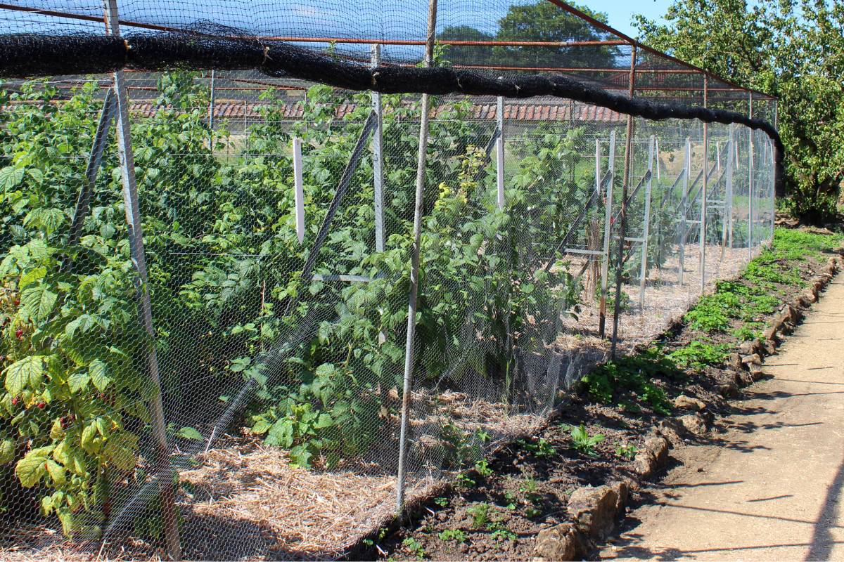 Raspberry plants growing in a fruit cage with bird netting