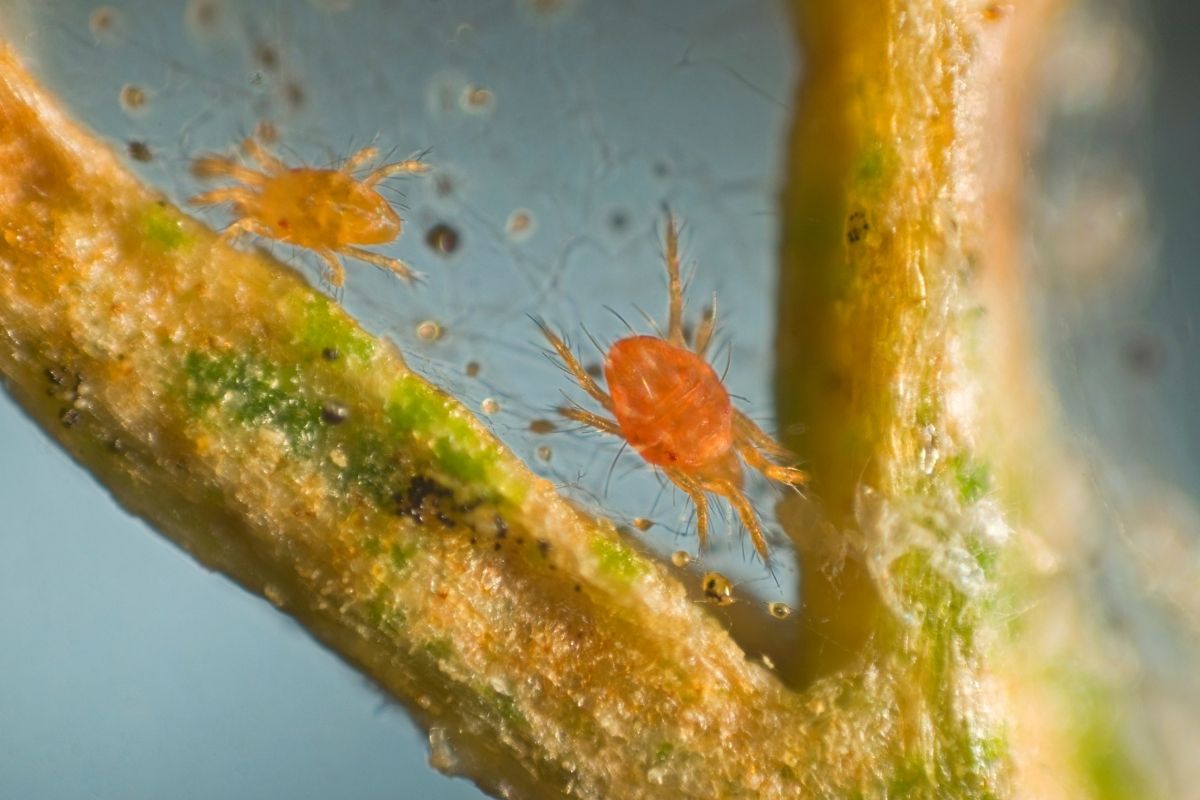Close up of spider mites
