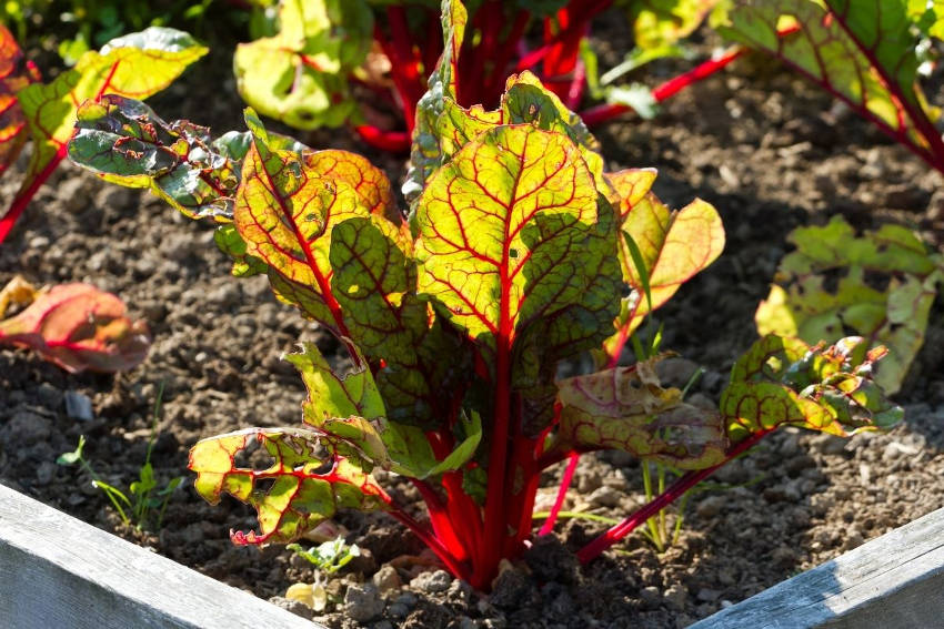 Red veined Sorrel plant