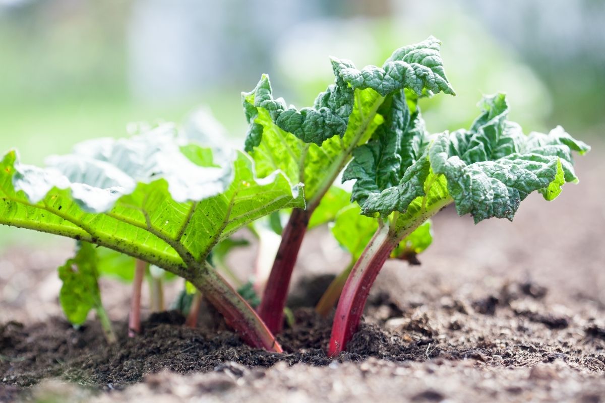 A rhubarb plant in a garden