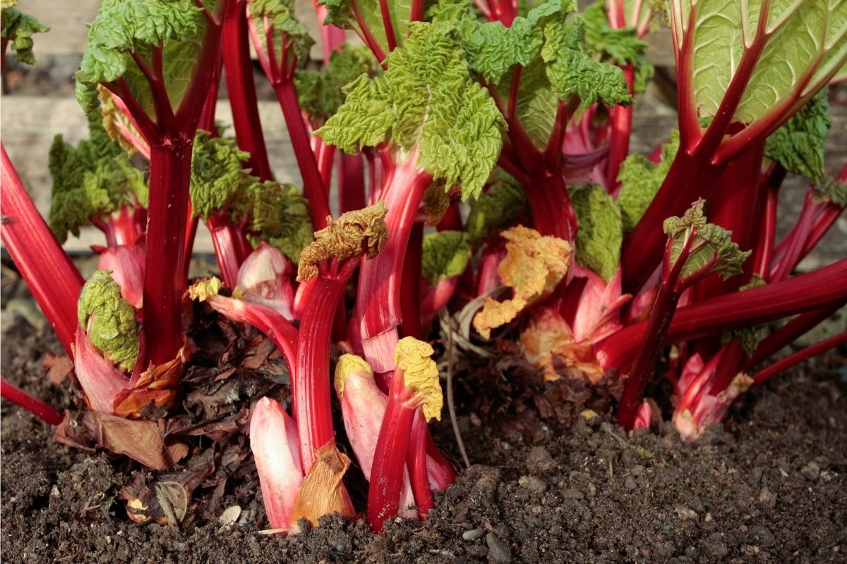 A clump of rhubarb plants with red stalks reshooting in spring