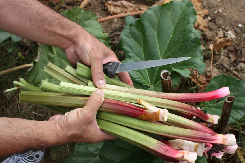 Harvested rhubarb stalks in a garden