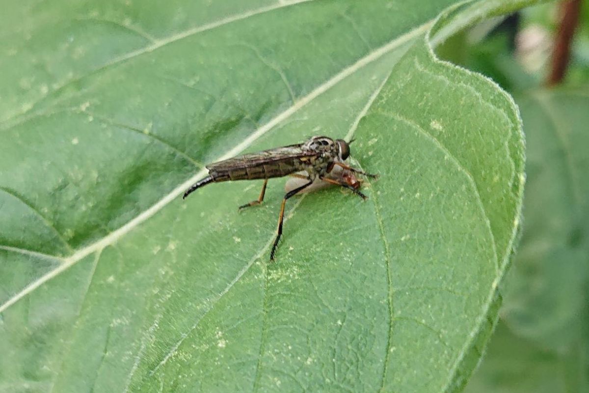 Robber fly
