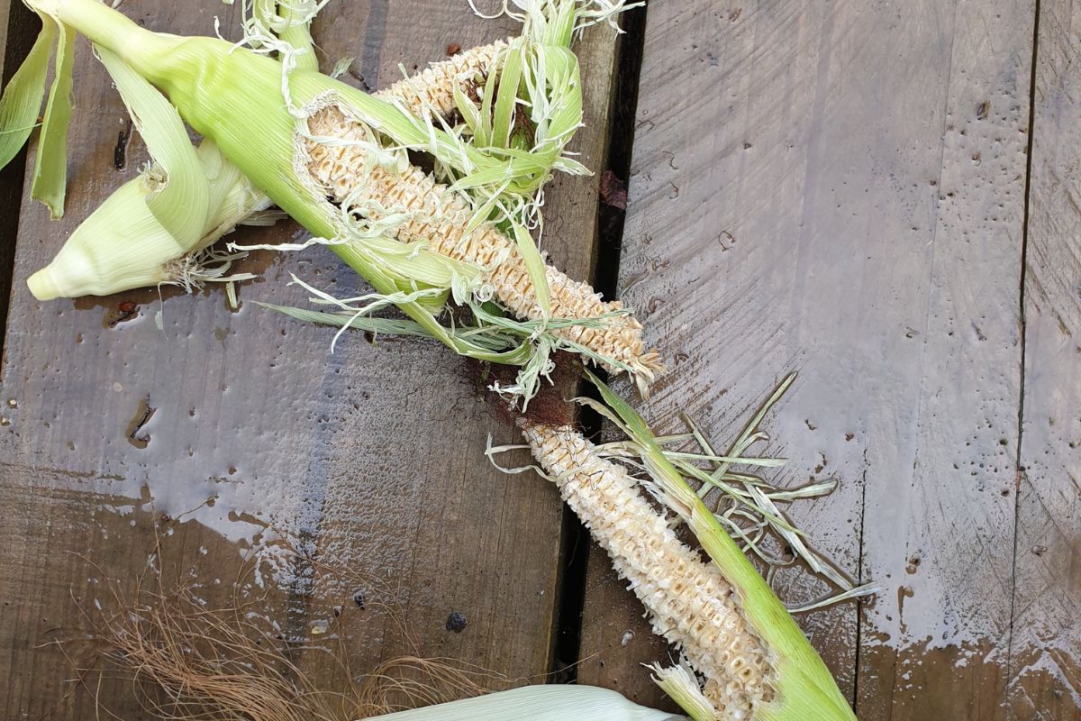 Rodent damage to corn