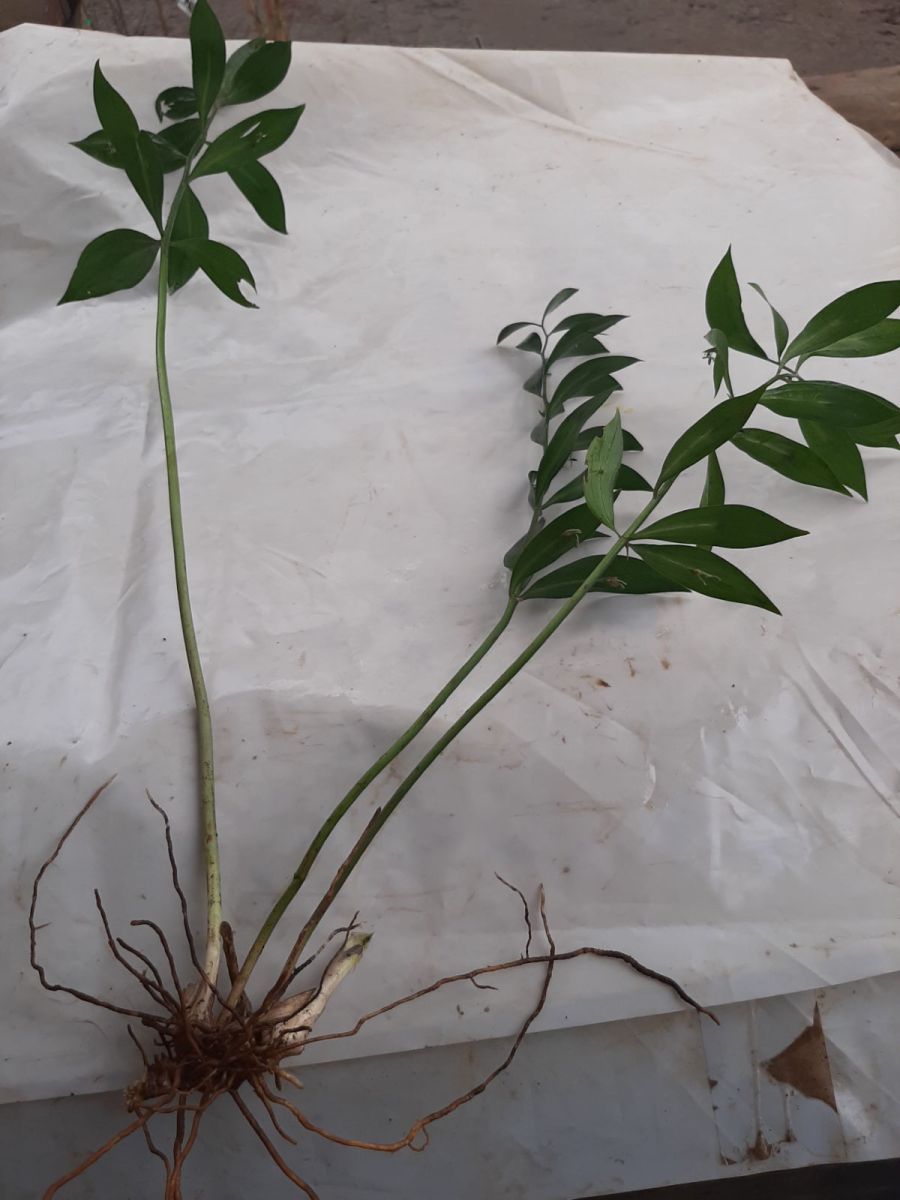 Ruscus hypoglossum bare-rooted