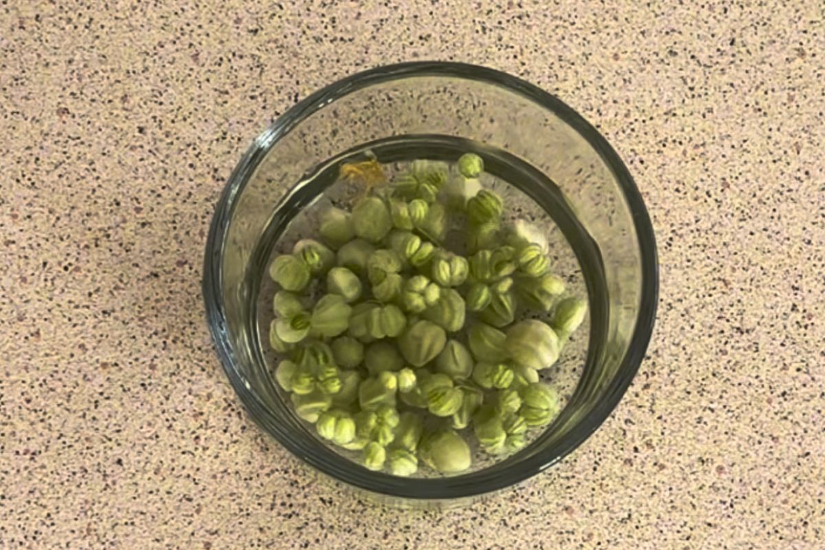 Salt brine nasturtium seeds